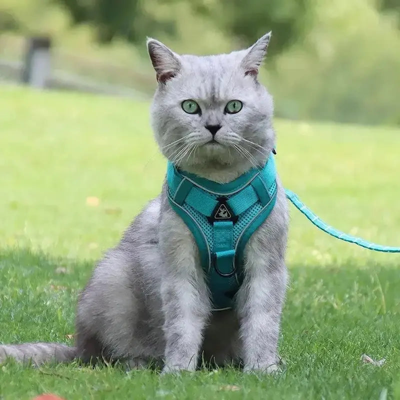 Harnais chat en Y - Anti-fugue sécurisé | CatSafe