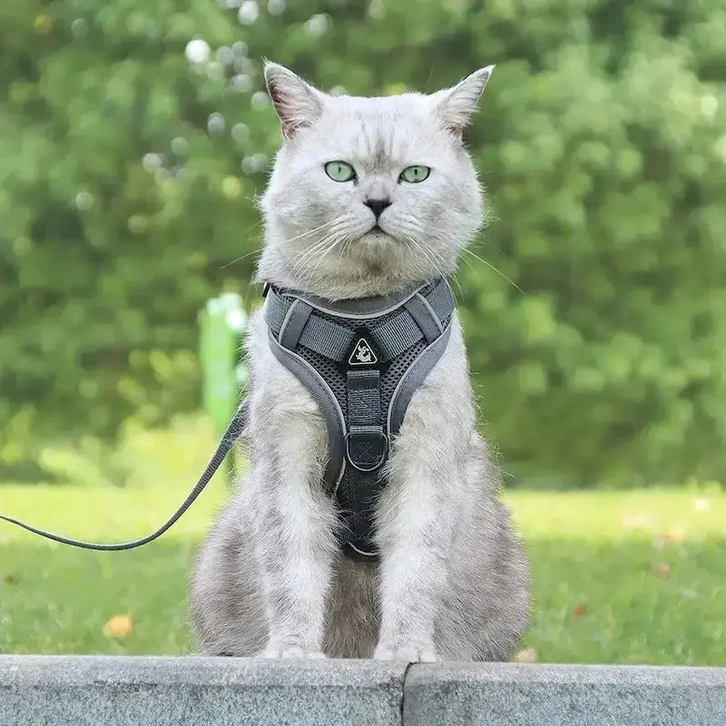 Harnais chat en Y - Anti-fugue sécurisé | CatSafe